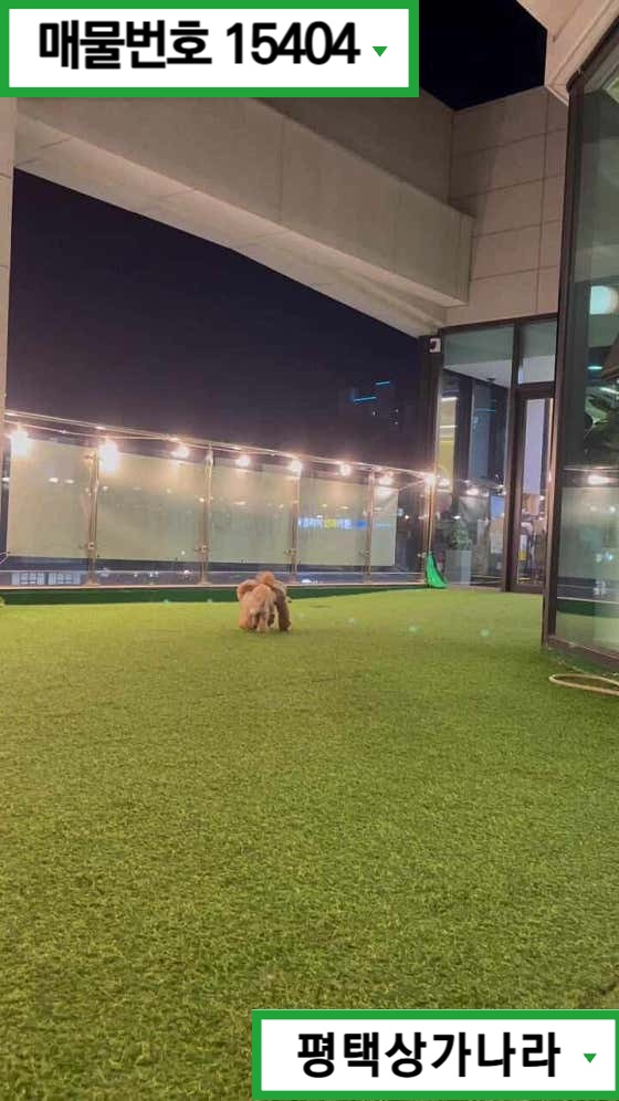 경기 평택시 동삭동 평택내에서 가장 큰 실내 애견카페~ 운영잘되는 5층 상가 임대 월세 매물번호 15404 사진 9